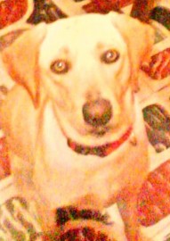 dyna florencia 